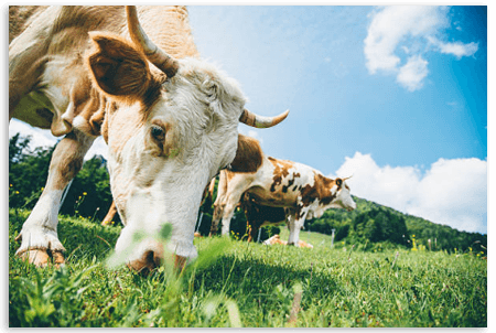 Farm Livestock Insurance